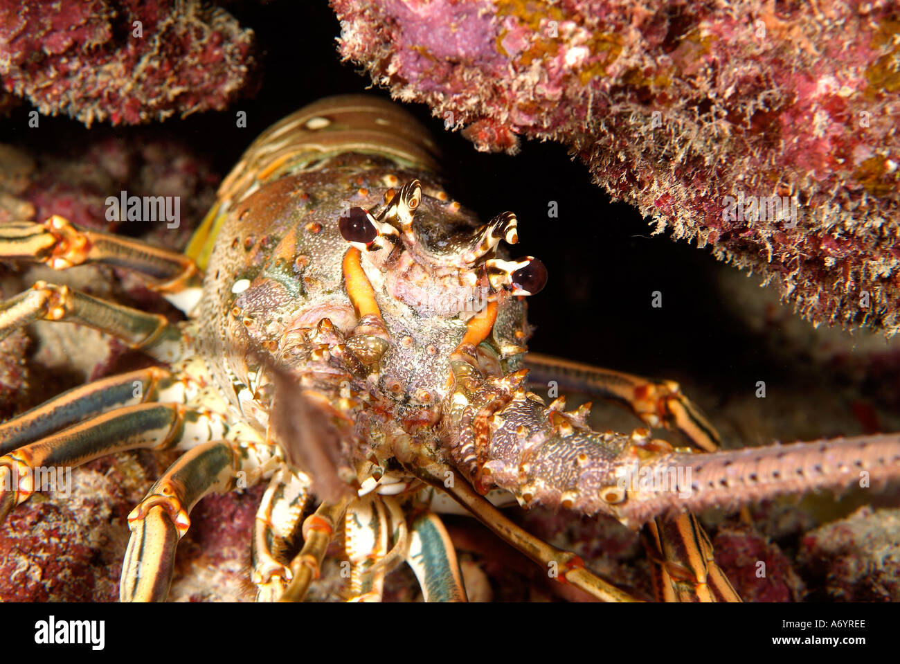 Caribbean spiny lobster in a cave in Florida Stock Photo Alamy