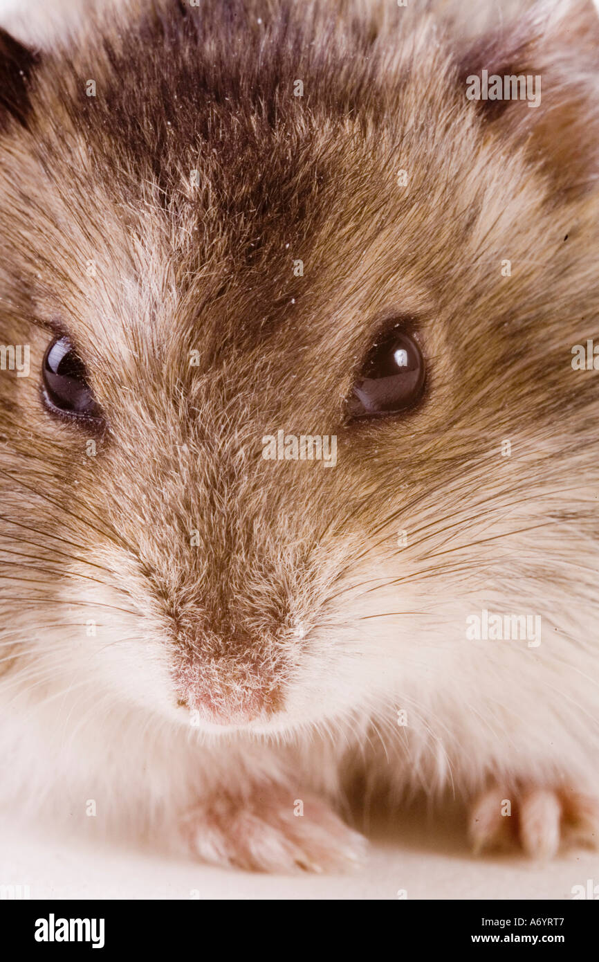 Hamster Stock Photo