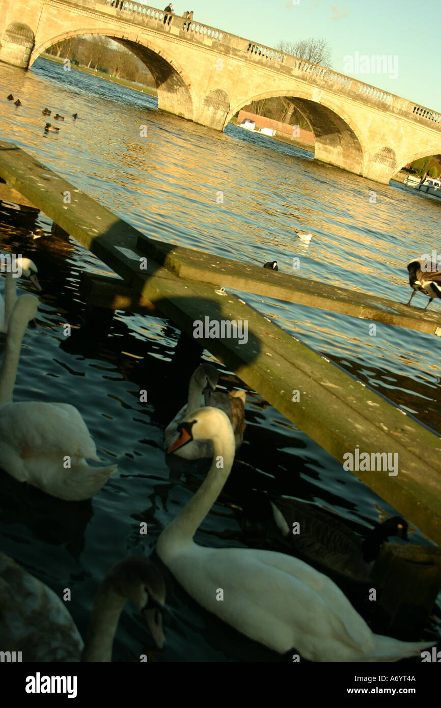 Swan and bridge scene Henley upon Thames UK Stock Photo