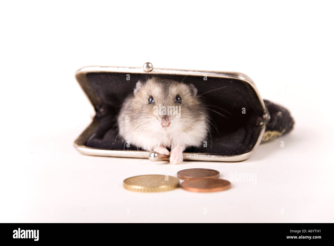 Hamster in a purse Stock Photo Alamy