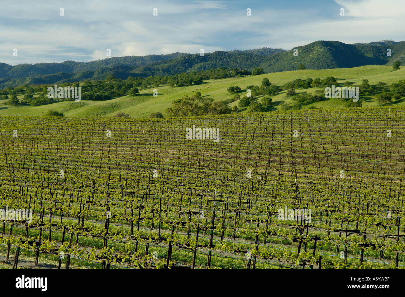 Rows of grapes in vineyards with Gabilan Mountains behind San Benito County Central California Stock Photo