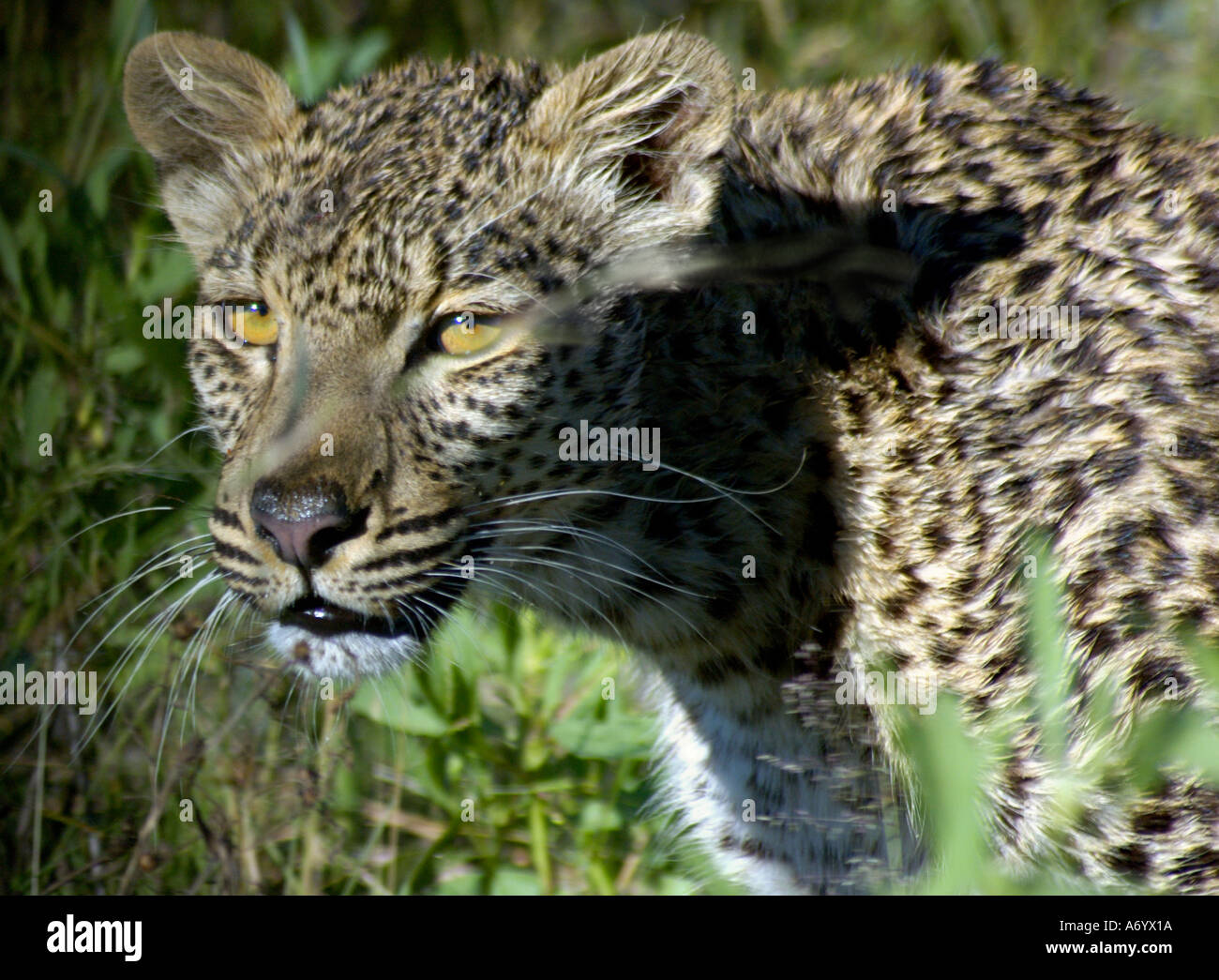 Amber the leopard near Selinda Spillway Stock Photo - Alamy