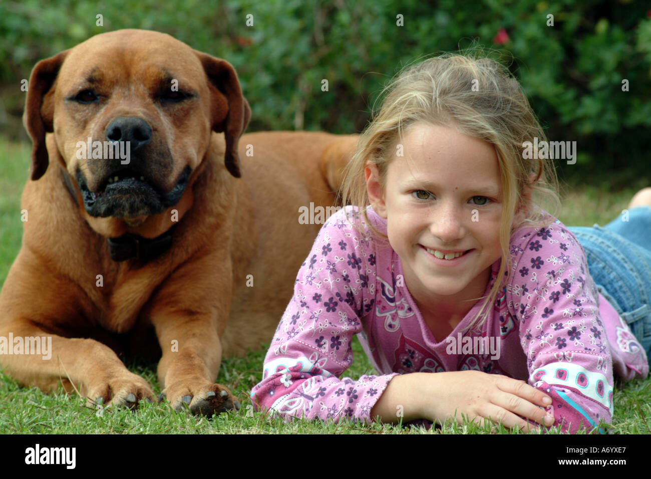 Little girl with her pet dog Stock Photo - Alamy