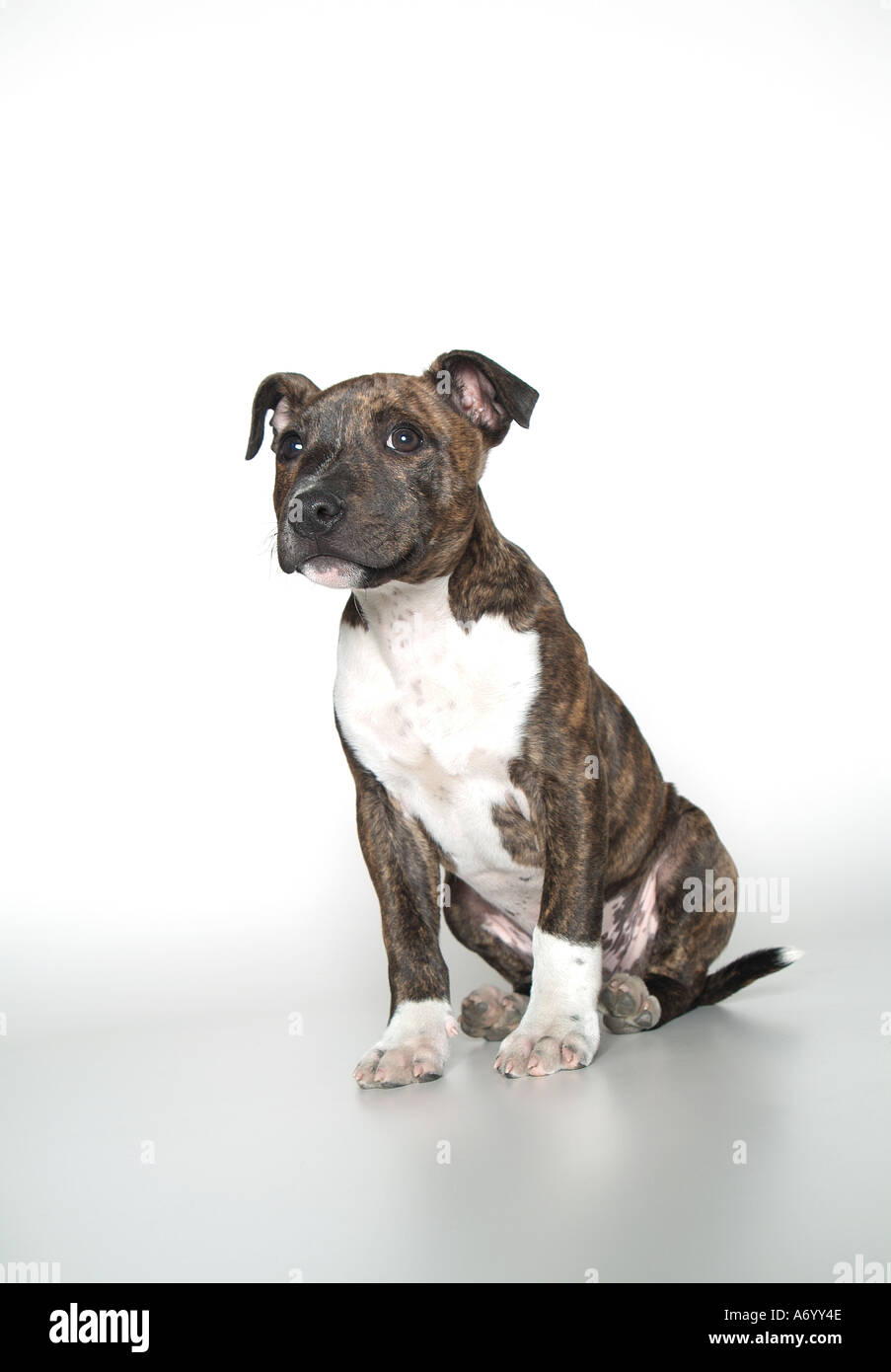 staffordshire bull terrier dog Stock Photo