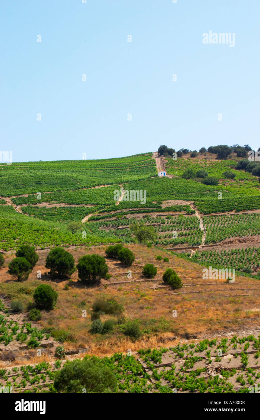 Banyuls-sur-Mer. Roussillon. Vineyards in early summer sunshine with vines in gobelet style. France. Europe. Vineyard. Stock Photo