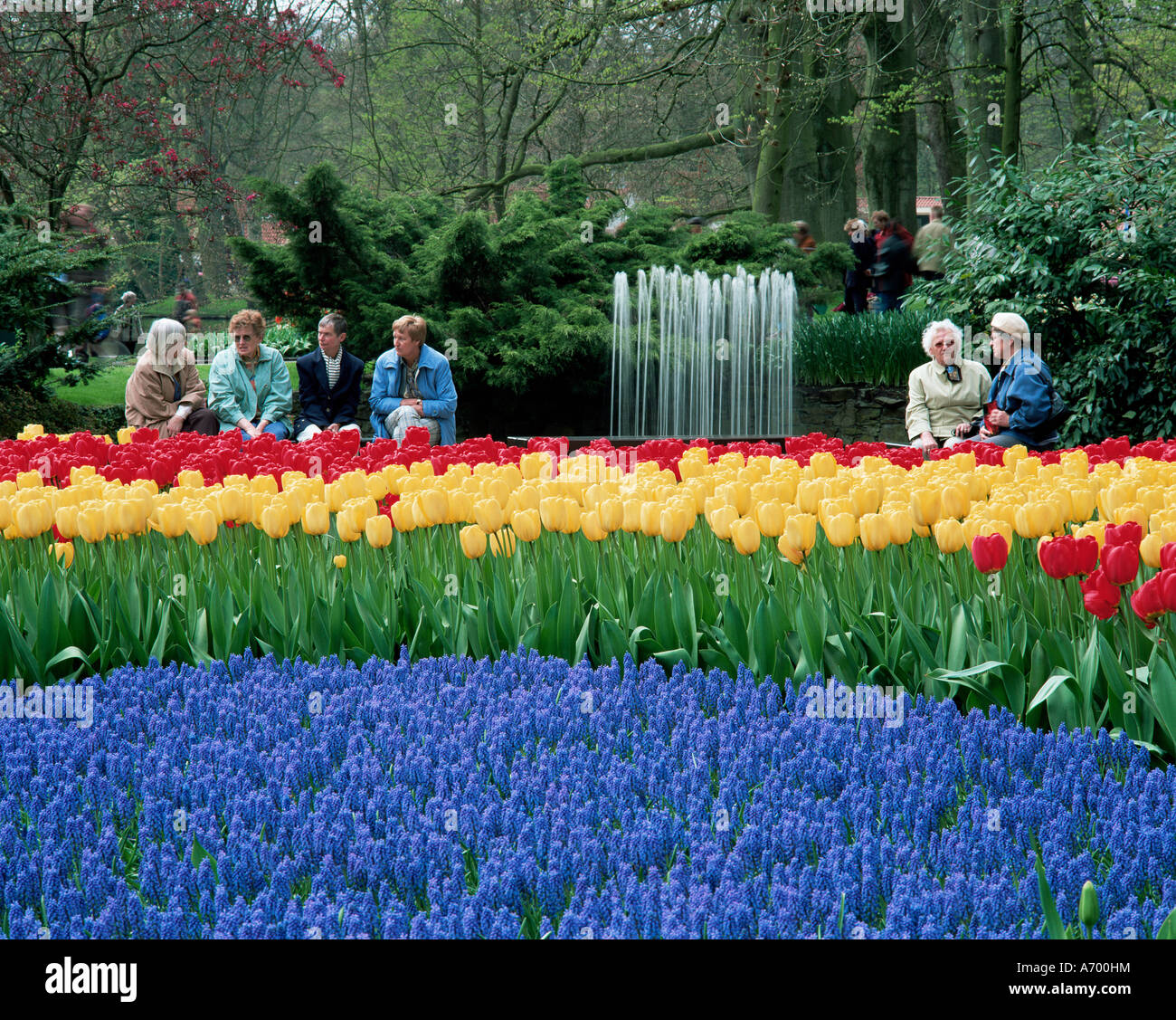Tulips Keukenhof Holland Europe Stock Photo - Alamy