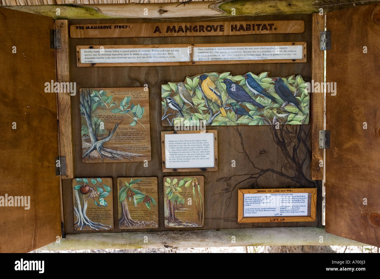 New information boards on nature walk in mangroves at Mida Creek near Watamu Kenya East Africa Stock Photo