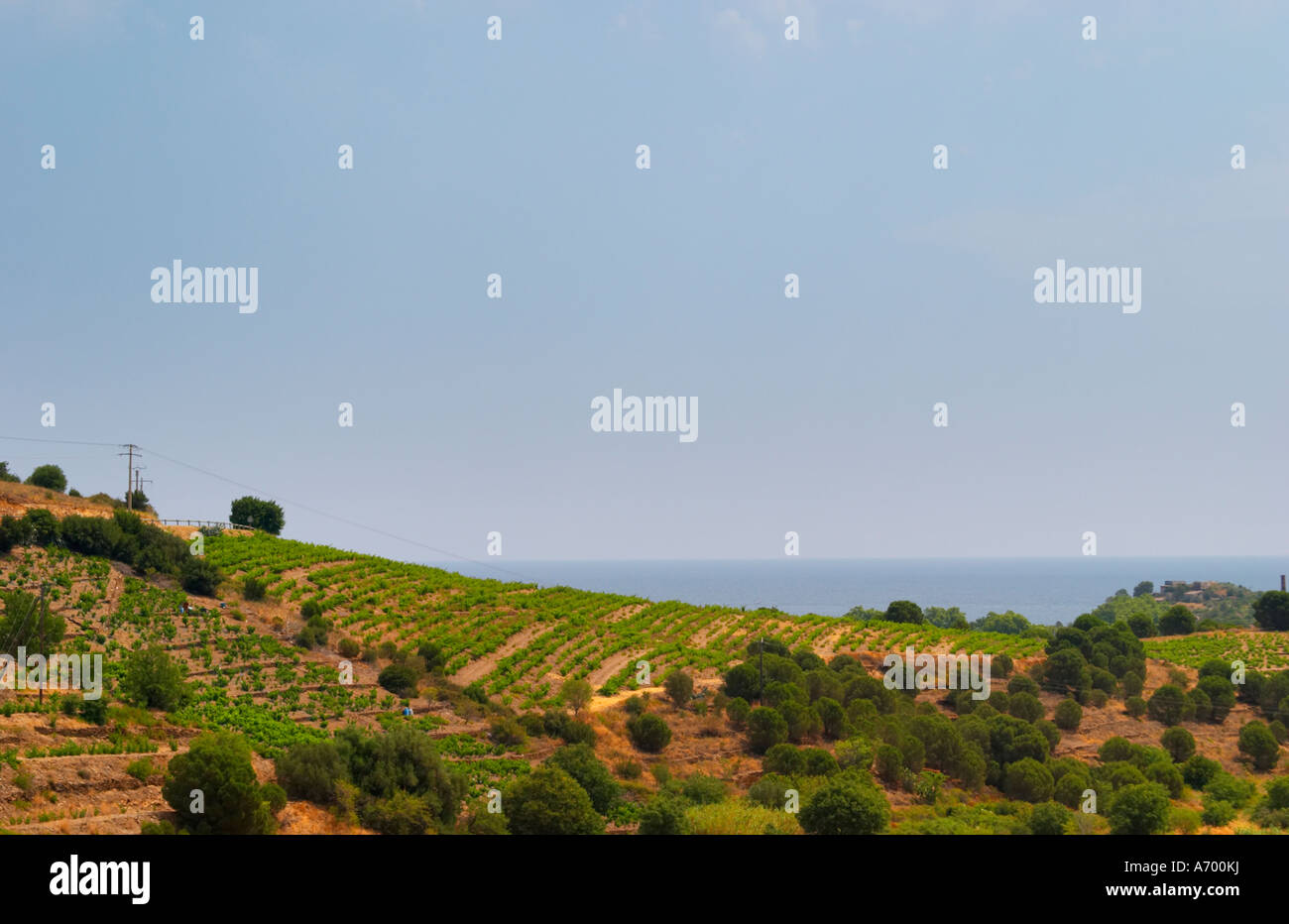 Domaine Coume del Mas. Banyuls-sur-Mer. Roussillon. Vineyards in early summer sunshine with vines in gobelet style. France. Europe. Vineyard. Stock Photo