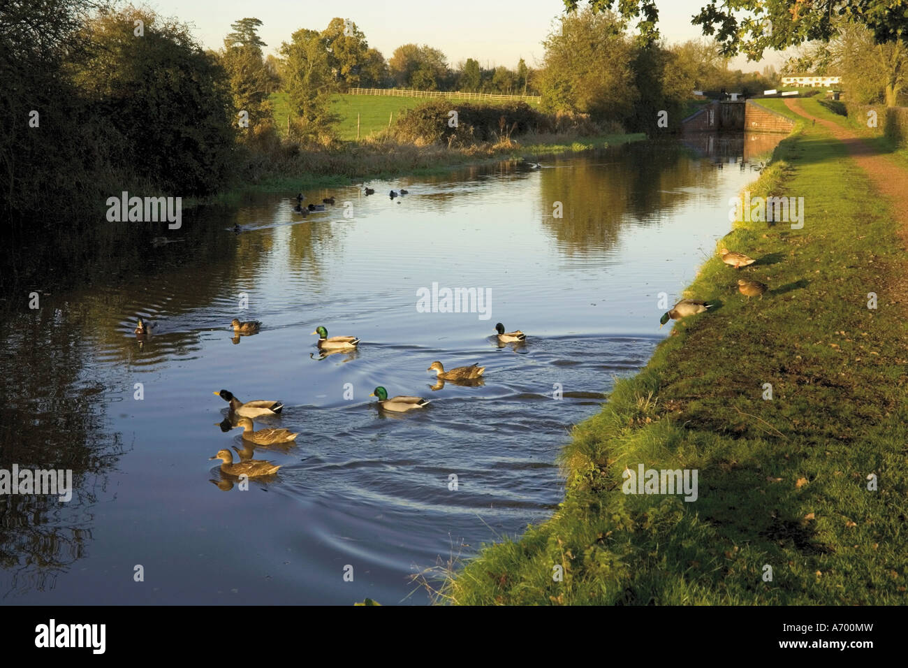 Ducks swimming in the Worcester and Birmingham canal Astwood locks Hanbury Worcestershire Midlands England United Kingdom Stock Photo