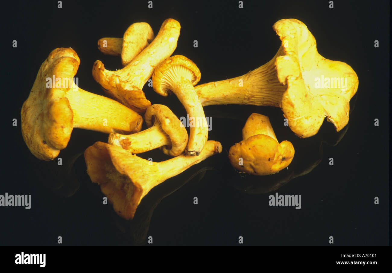mushrooms food chanterelle pfifferlinge cantharellus cibarius Stock Photo