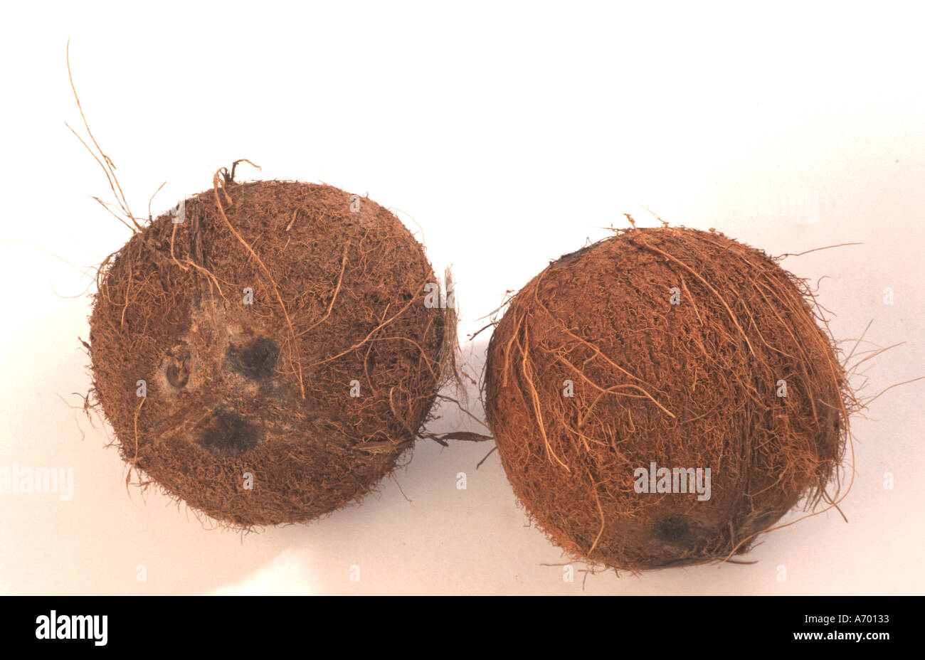 food nuts coconut coconuts Stock Photo Alamy