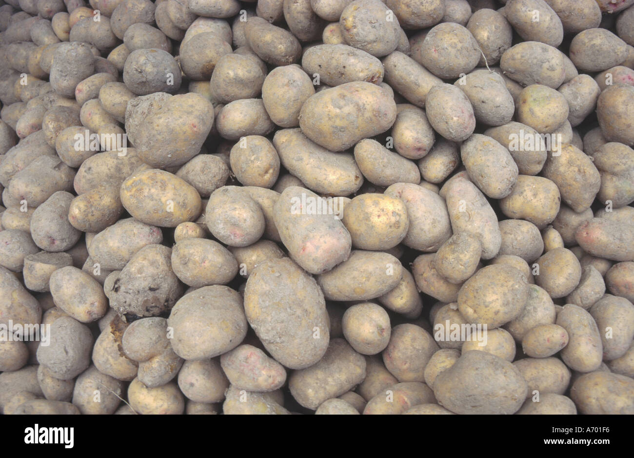 food agriculture potato potatoes from the field kartoffeln frisch vom acker Stock Photo