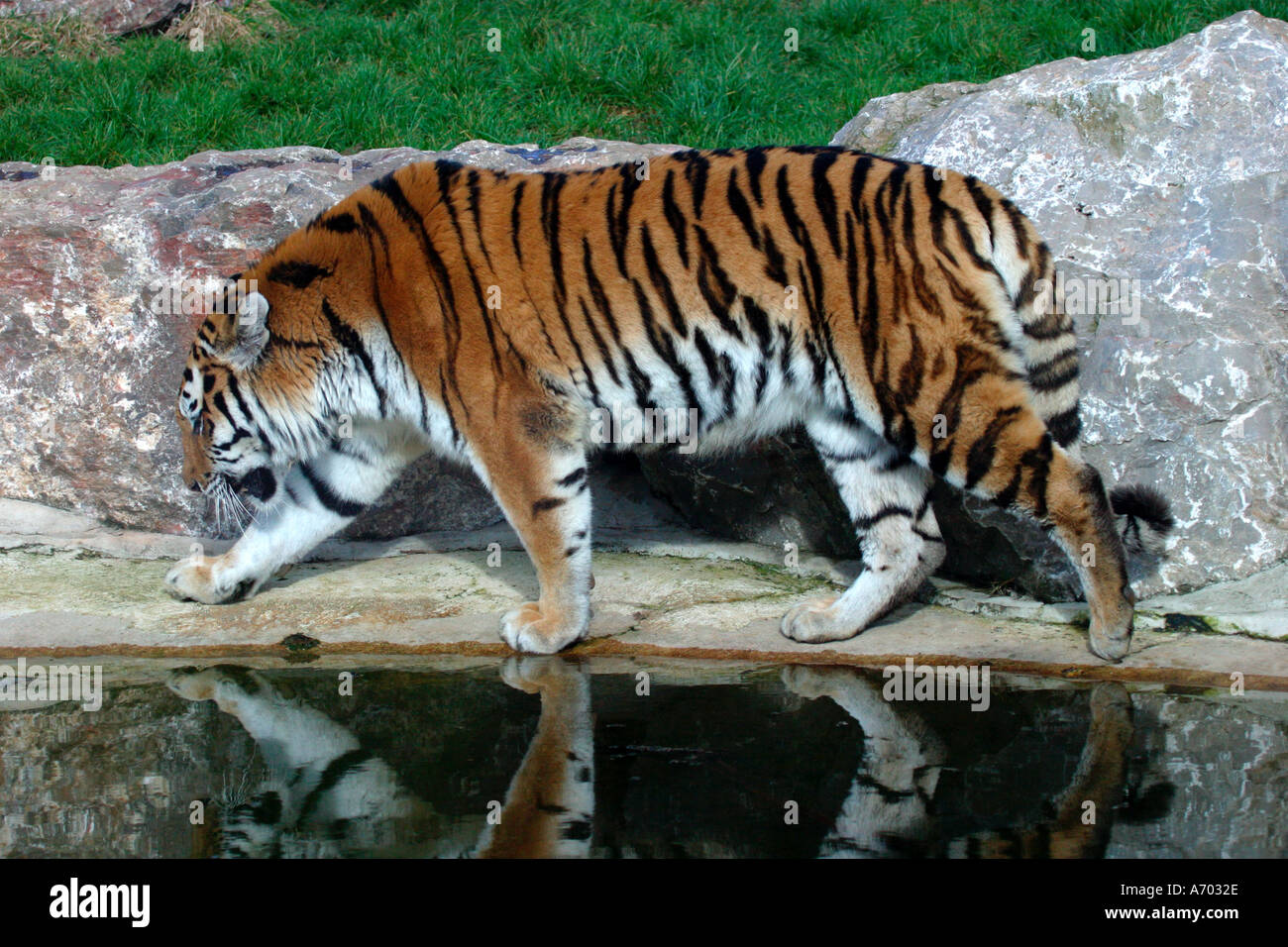 Tiger marwell zoo hi-res stock photography and images - Alamy