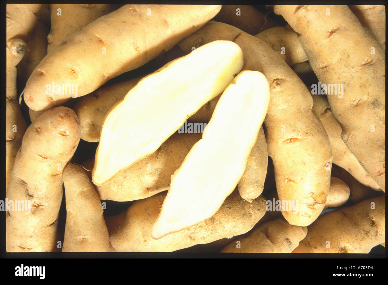 food vegetable potatoe potatoes special kind called Bamberger Hörnchen Hoernchen cultivated in Germany gourmet Stock Photo