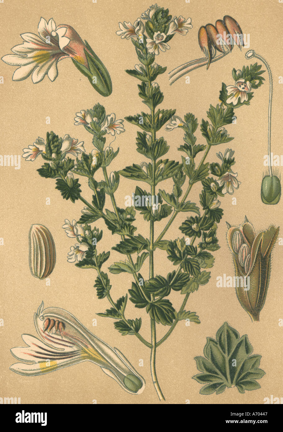 Medicinal plant Euphrasia officinalis historical 1895 Stock Photo