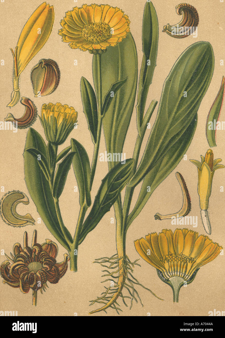 Medicinal plant Calendula officinalis historical 1895 Stock Photo