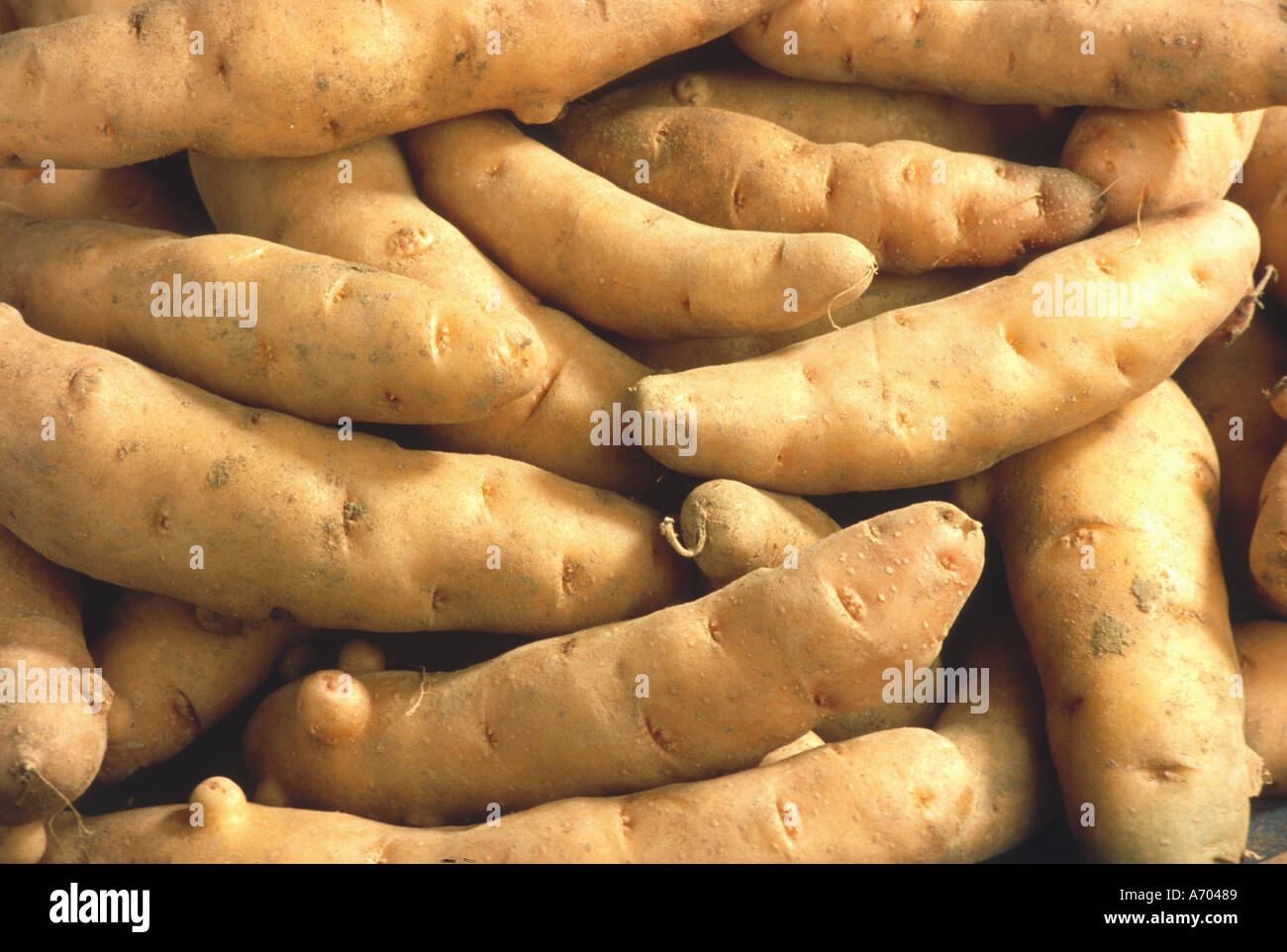 food vegetable potatoe potatoes special kind called Bamberger Hörnchen
