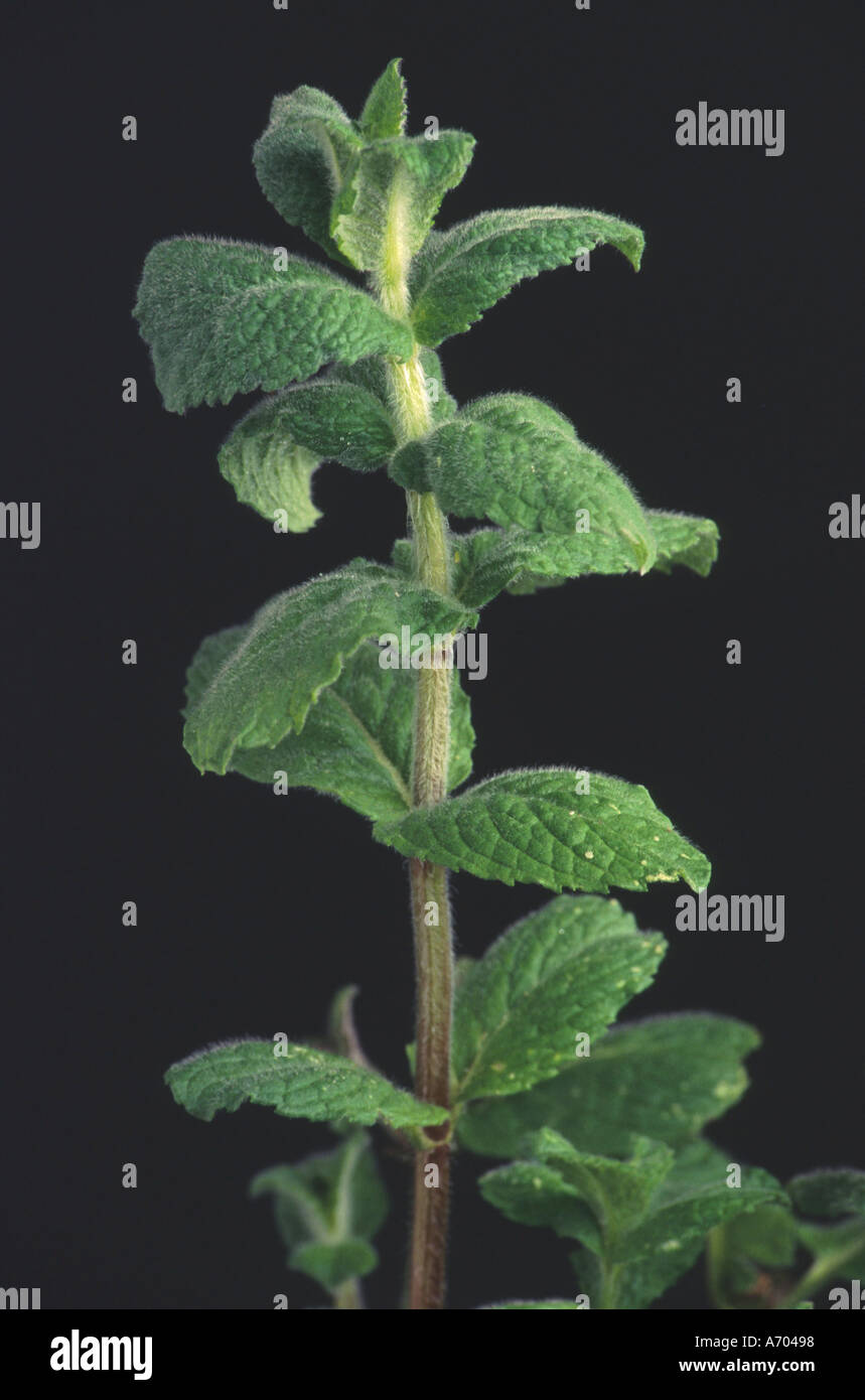 apfelminze applemint mentha rotundifolia Stock Photo Alamy