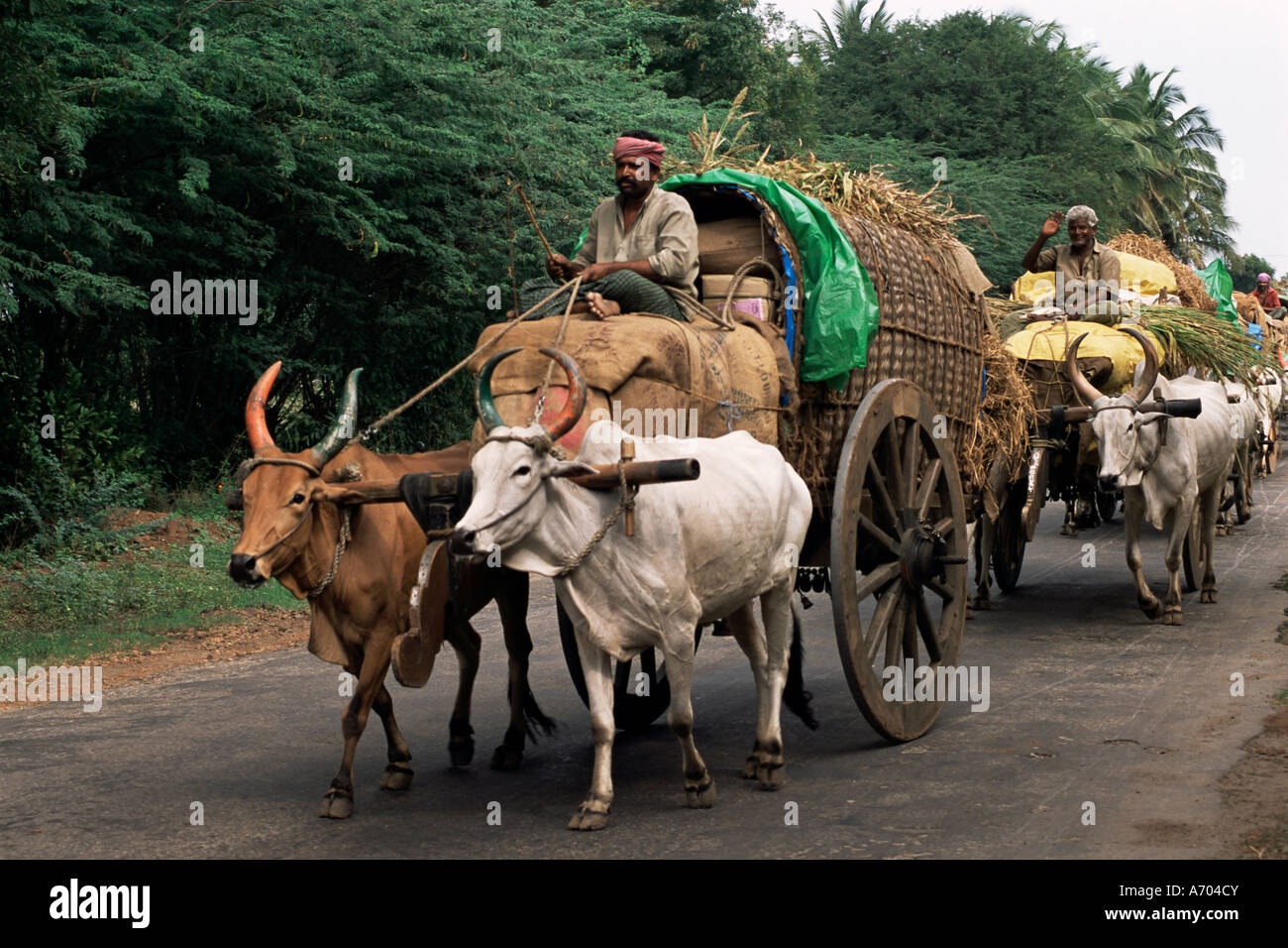 Bullock carts are the main means of transport for local residents Tamil