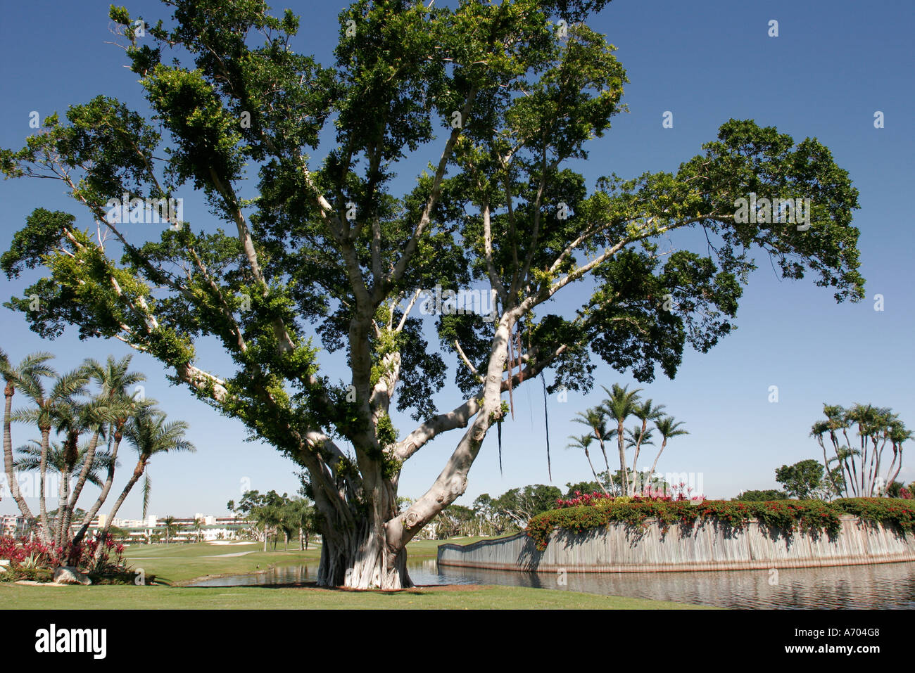 Hollywood Florida,Westin Diplomat Resort,golf course,sport,athlete,recreation,game,landscape,design,ficus tree,landscape,FL060210171 Stock Photo