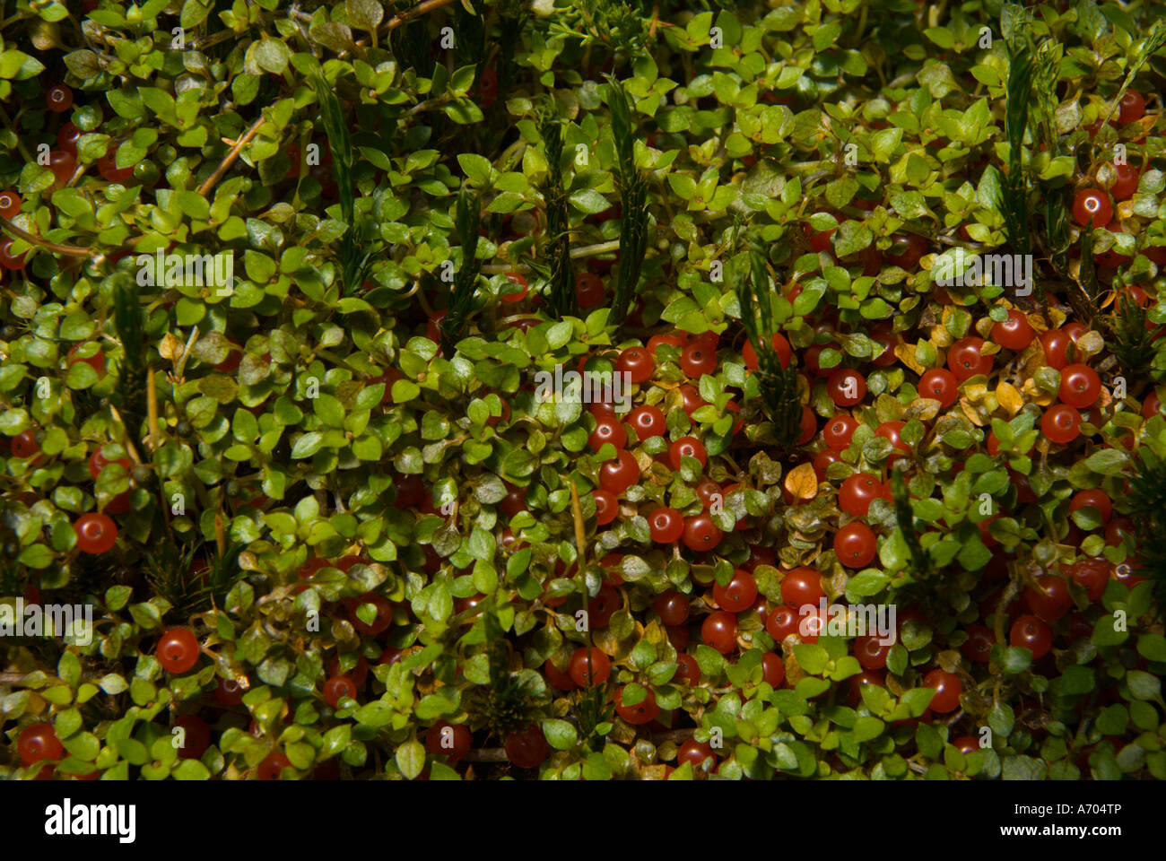 Edinburgh Botanic Gardens Scotland UK fruiting mosses and liverworts Stock Photo