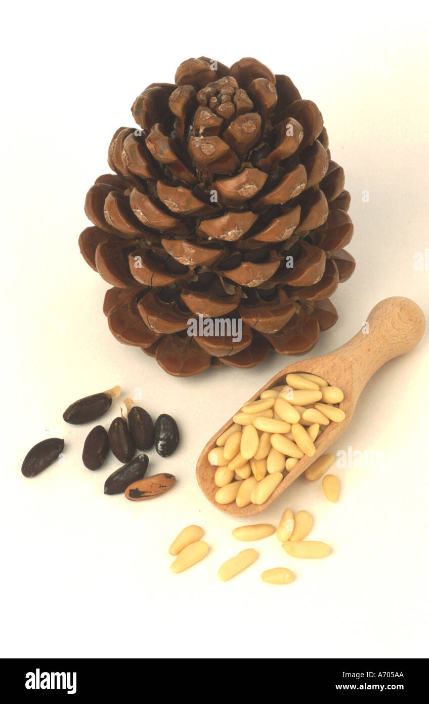 food pine kernels spice pine fruit nut pinus pinea peeled kernels for ...