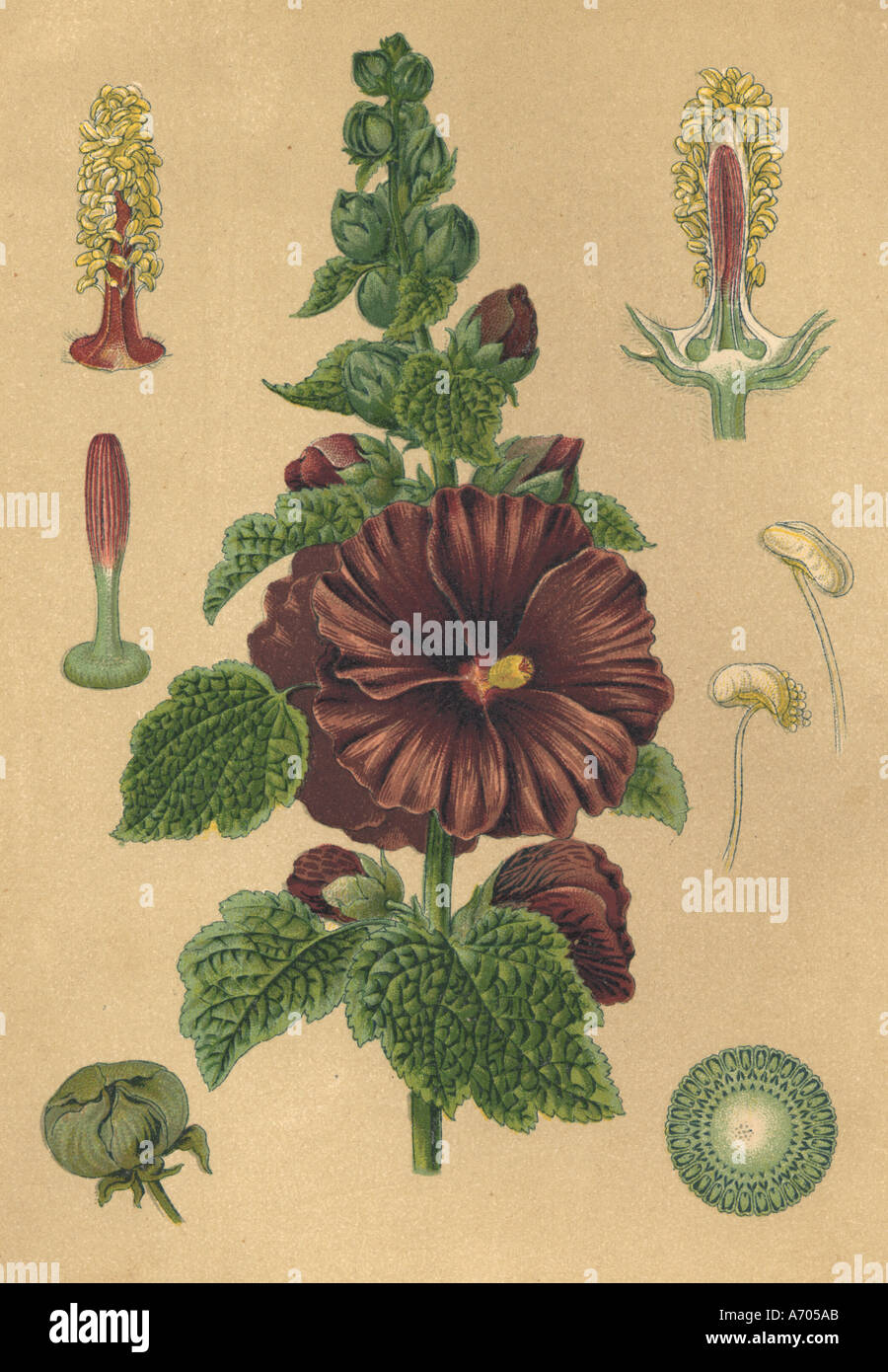 Medicinal plant Althea rosea historical 1895 Stock Photo