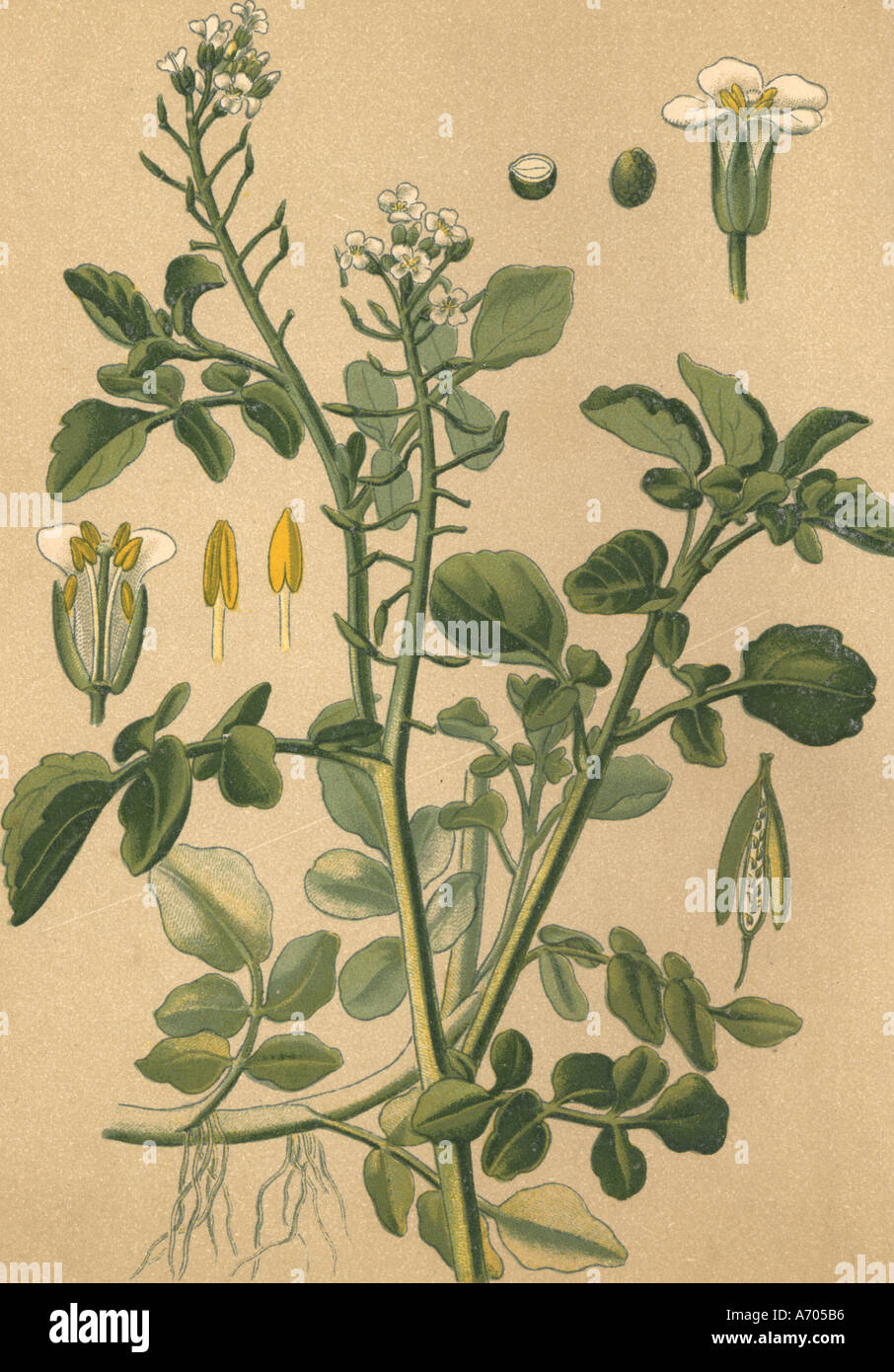 Medicinal plant Nasturtium officinale historical 1895 Stock Photo - Alamy
