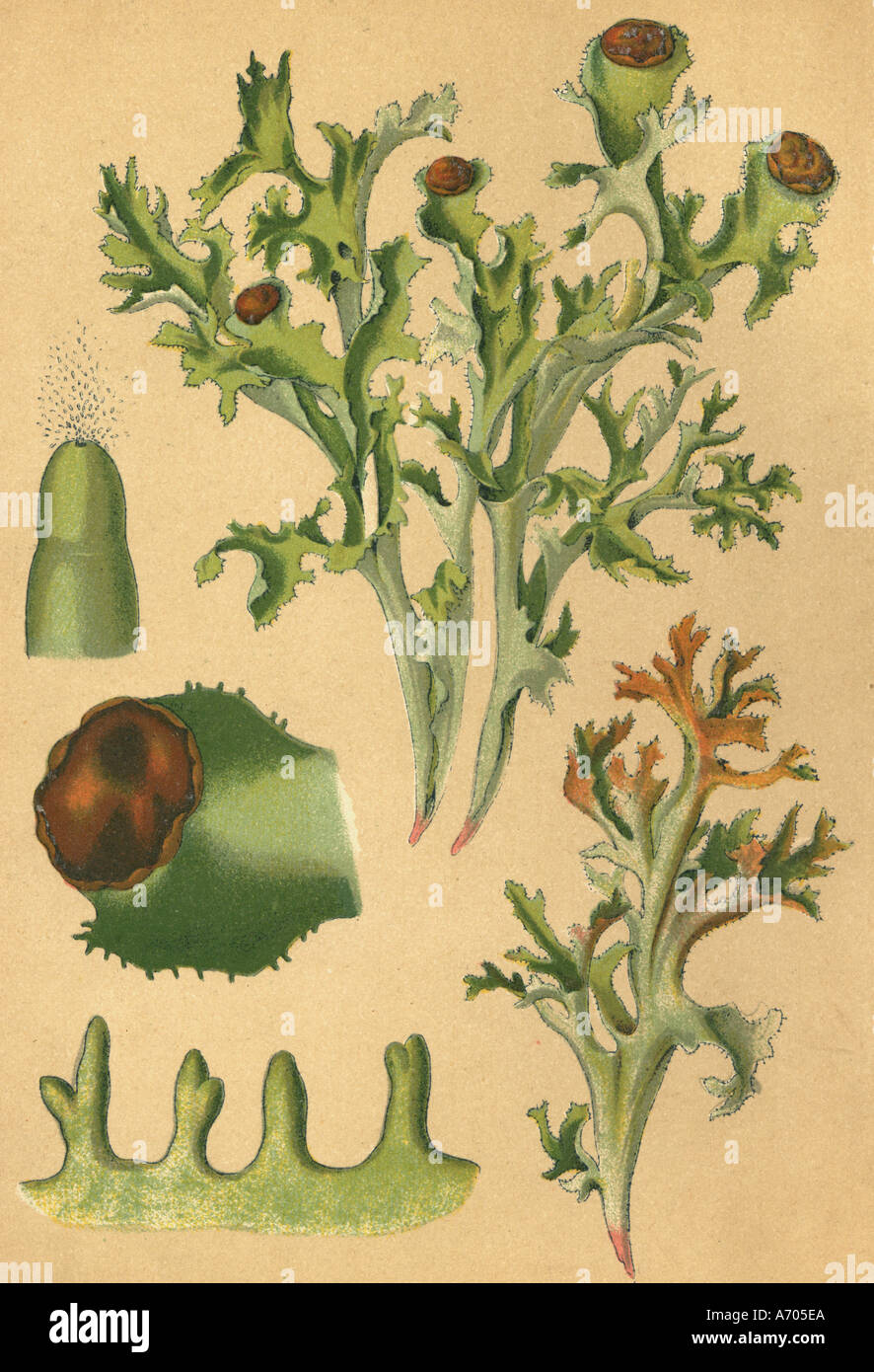 Medicinal plant Cetraria islandica historical 1895 Stock Photo