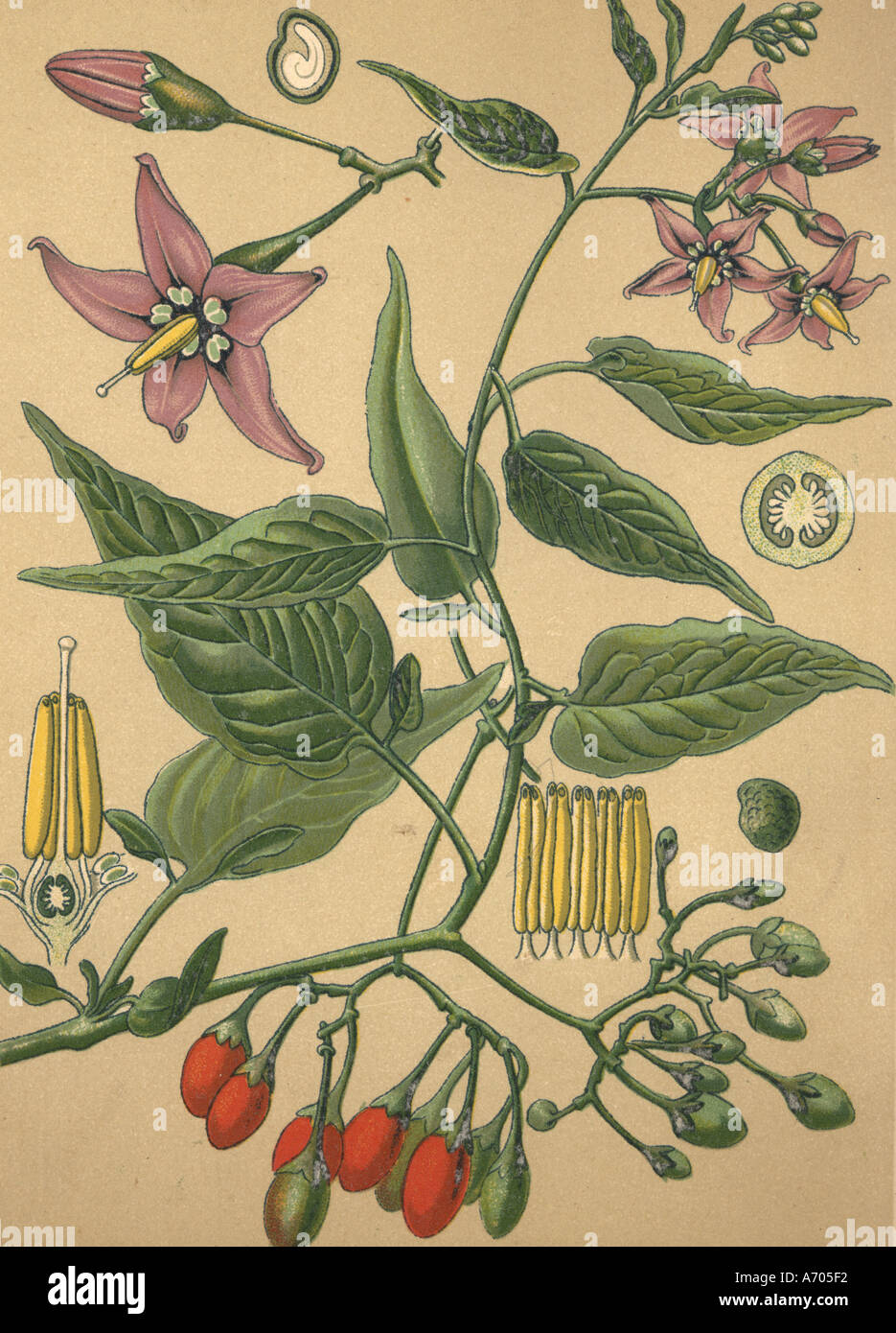 Medicinal plant Solanum Dulcamara historical 1895 Stock Photo