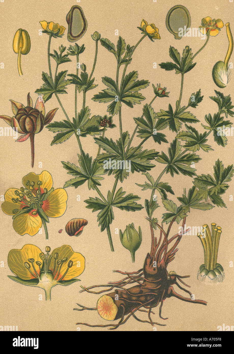 Medicinal plant Potentilla Tormentilla historical 1895 Stock Photo