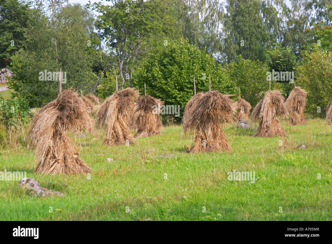 Traditional style hay bales sheaves on poles in time typical farming. The farm at Rashult where Linnaeus was born. Smaland regi Stock Photo