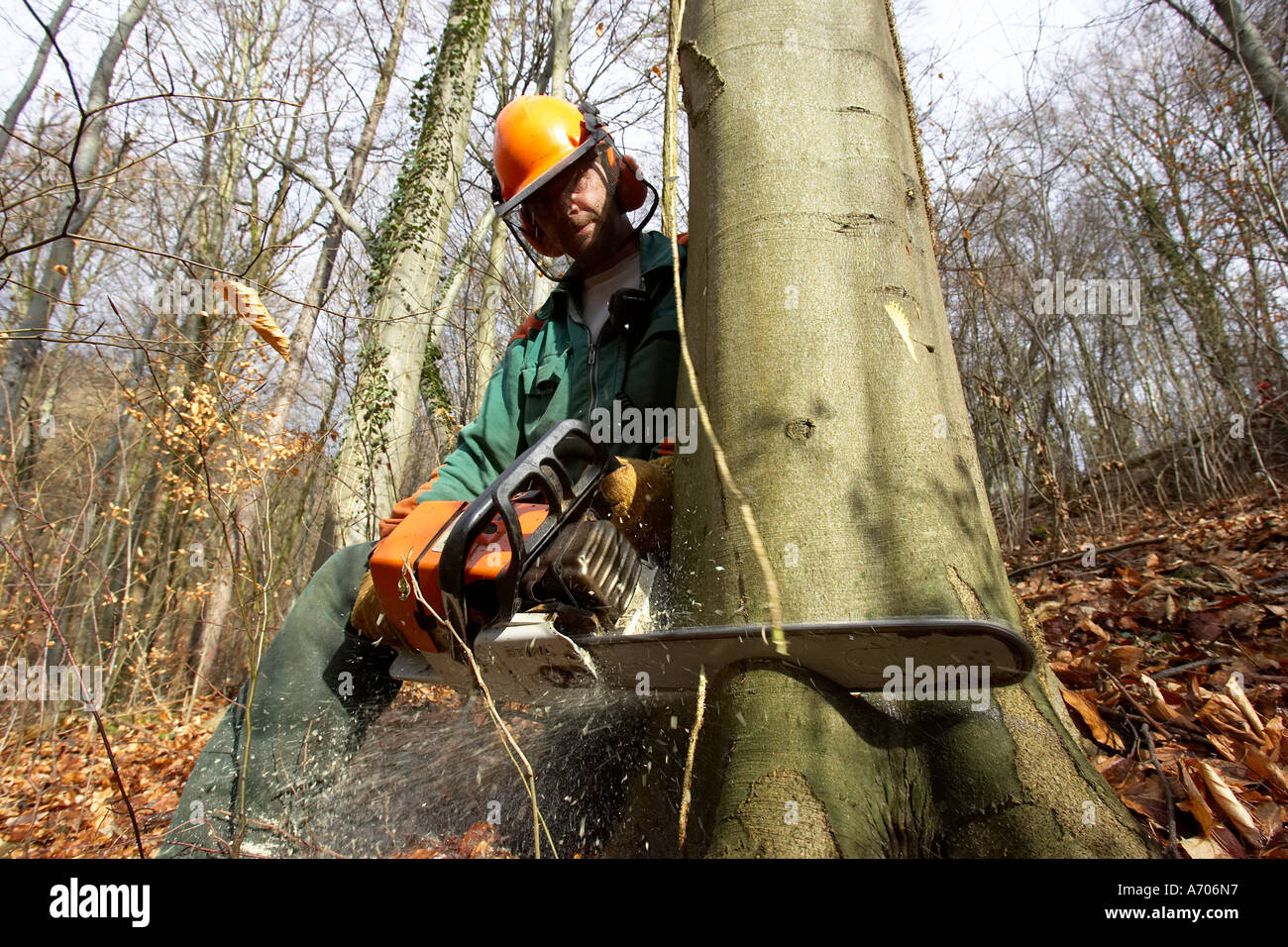 DEU, Federal Republic of Germany, woodman felling a beech Stock Photo