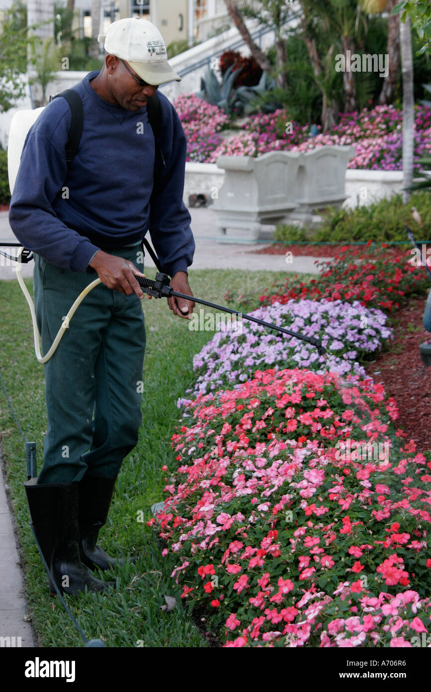 Hollywood Florida,Westin Diplomat Resort,Black man men male,spays flower,flower,herbicide,pesticide,FL060210202 Stock Photo