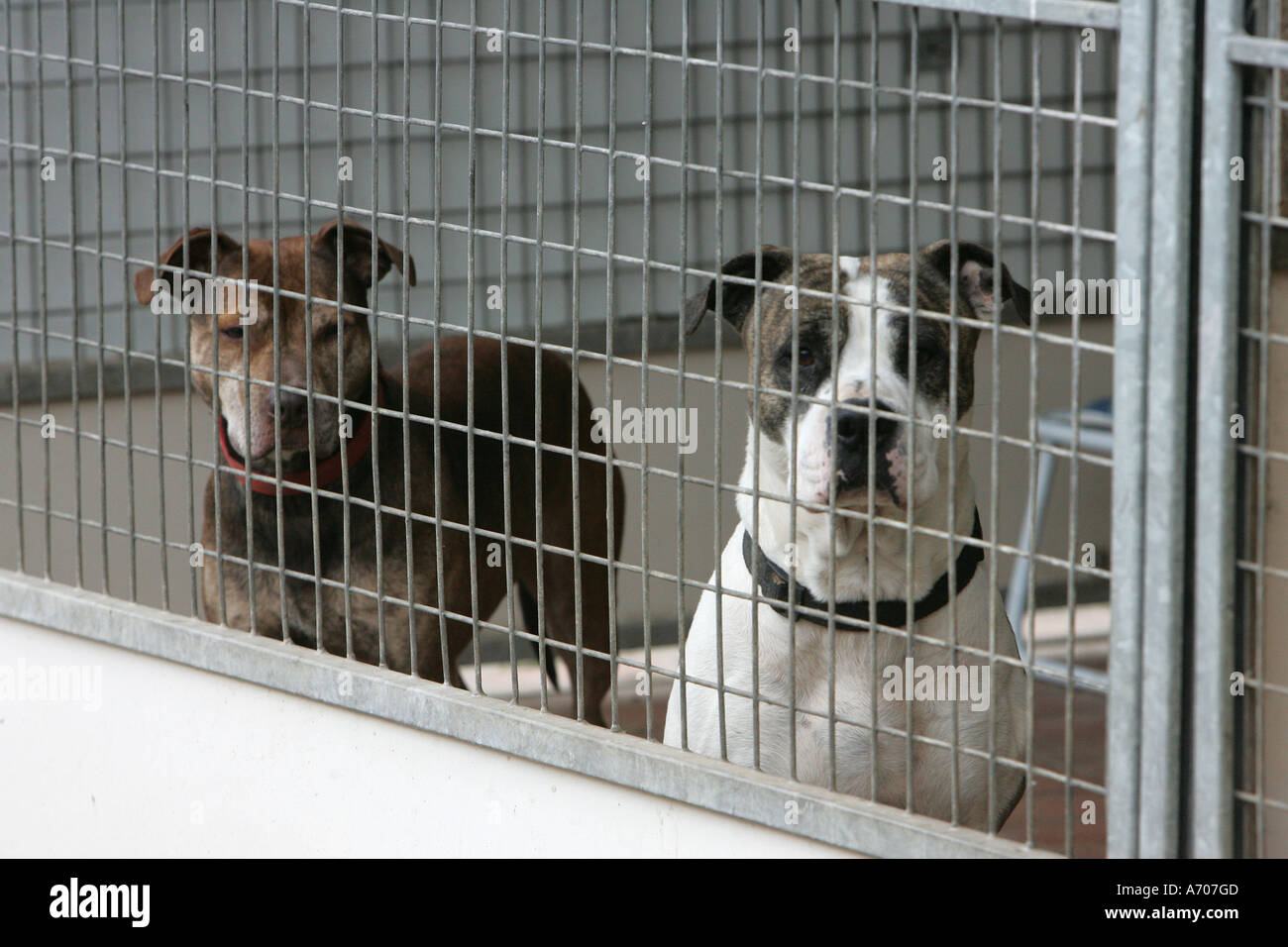 dog keeps getting out of cage