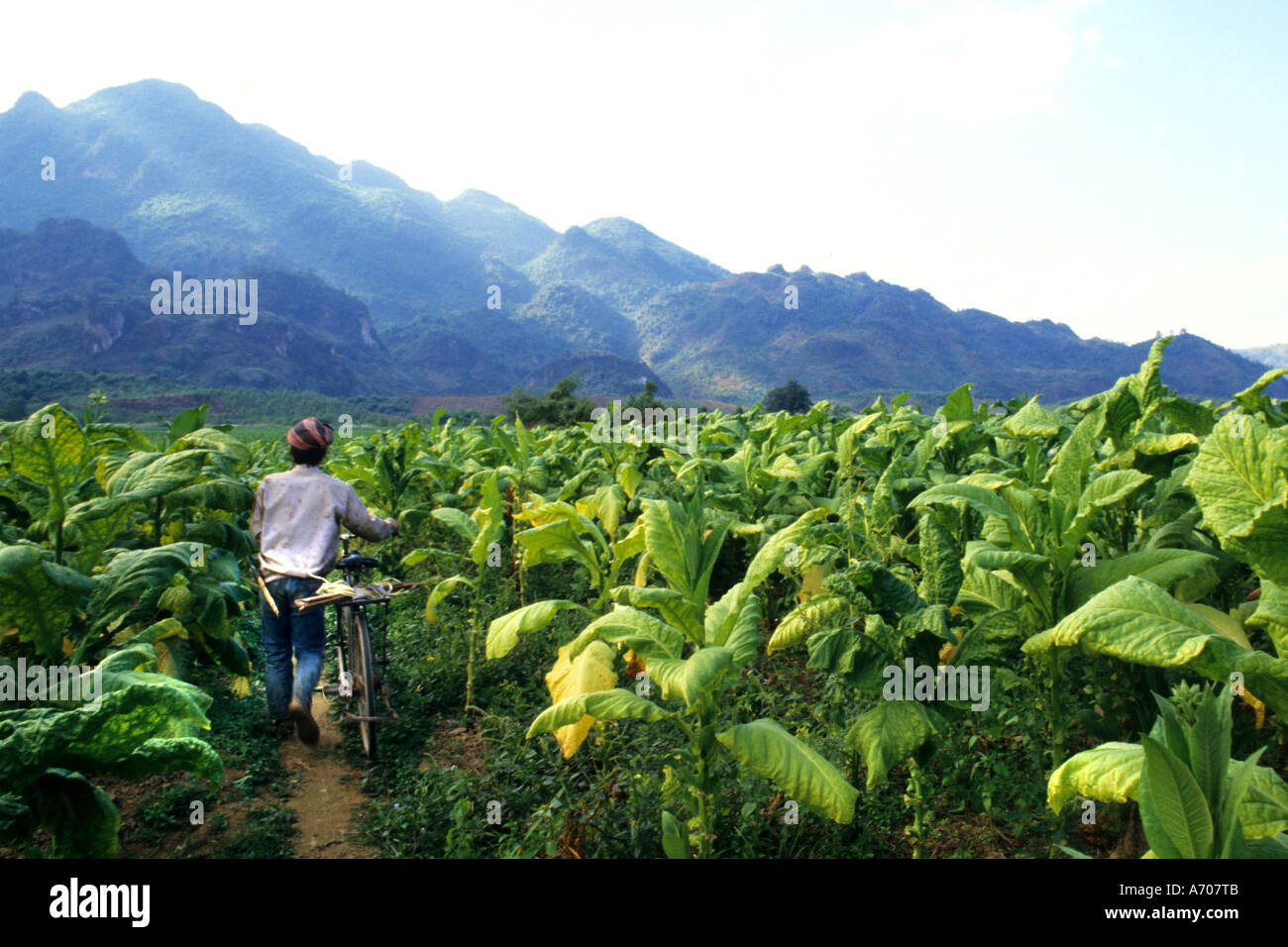 Thailand tobacco culture growing Golden Triangle Stock Photo
