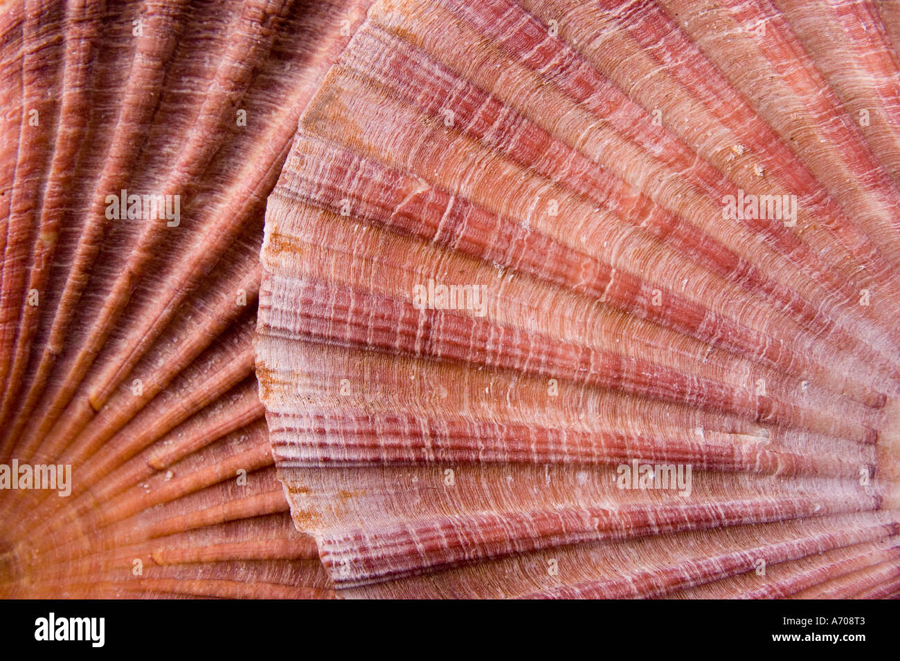 Scallop Shell Ridges Hi Res Stock Photography And Images Alamy