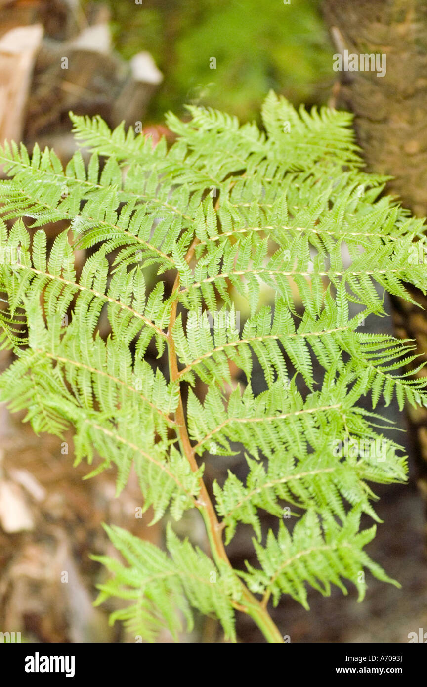 Green plant leaves of Cyathea Australis, Cyatheaceae, Eastern Australia, Tasmania, Norfolk Island Stock Photo