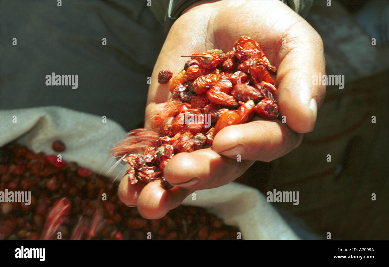 Red chillies in market Guatemala Stock Photo