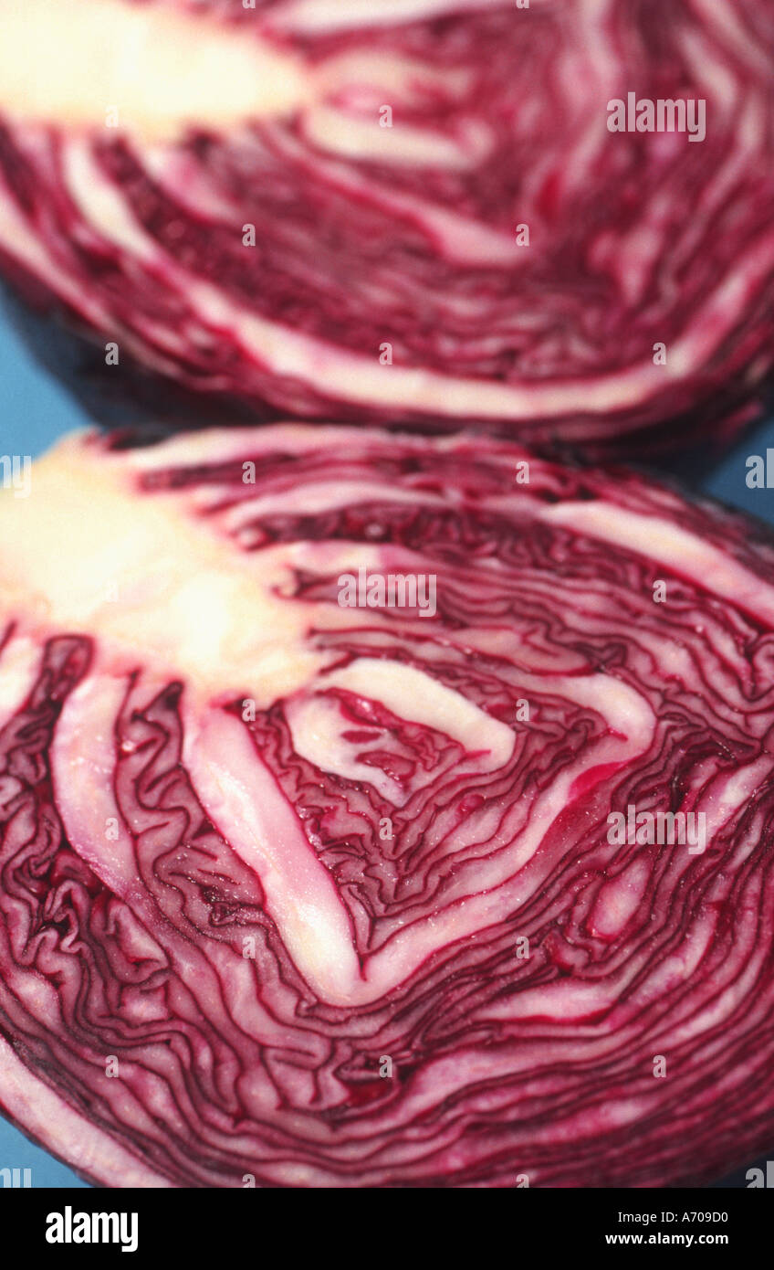 Red cabbage Stock Photo
