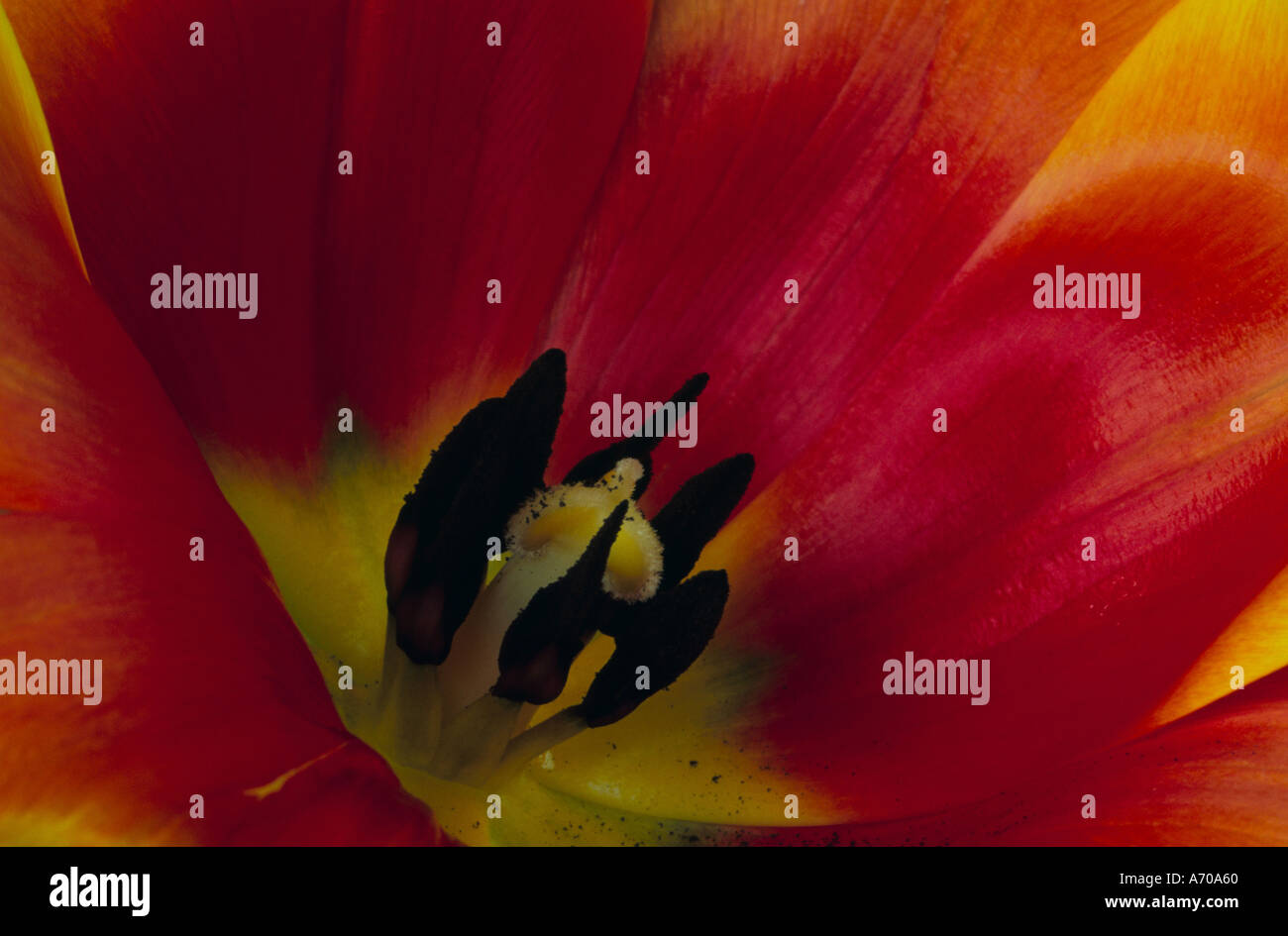 Yellow tulip centre closeup hi-res stock photography and images - Alamy