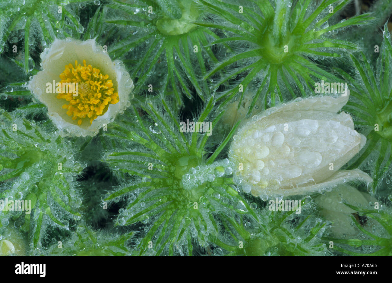 Pulsatilla vulgaris alba after rain Stock Photo