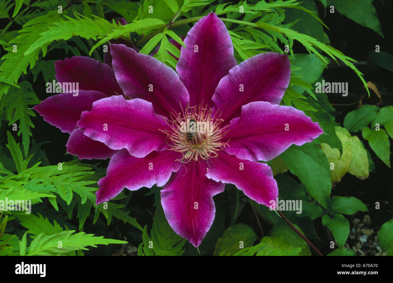 Clematis Dr Ruppel with leaves of sambucus Stock Photo