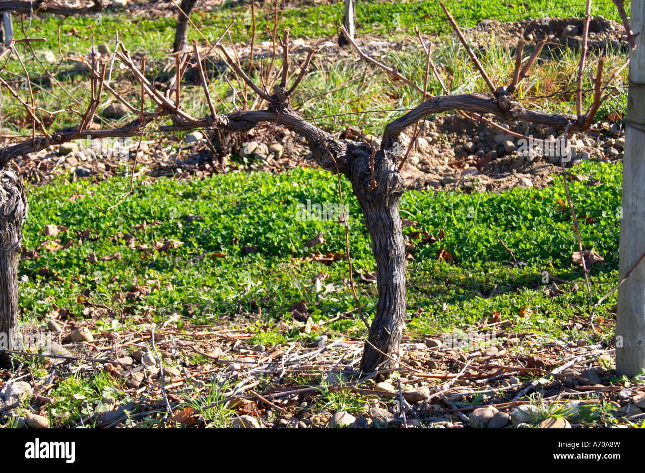 Chateau Rives-Blanques. Limoux. Languedoc. Vines trained in Cordon royat pruning. Chenin Blanc grape vine variety. Terroir soil. France. Europe. Vineyard. Stock Photo