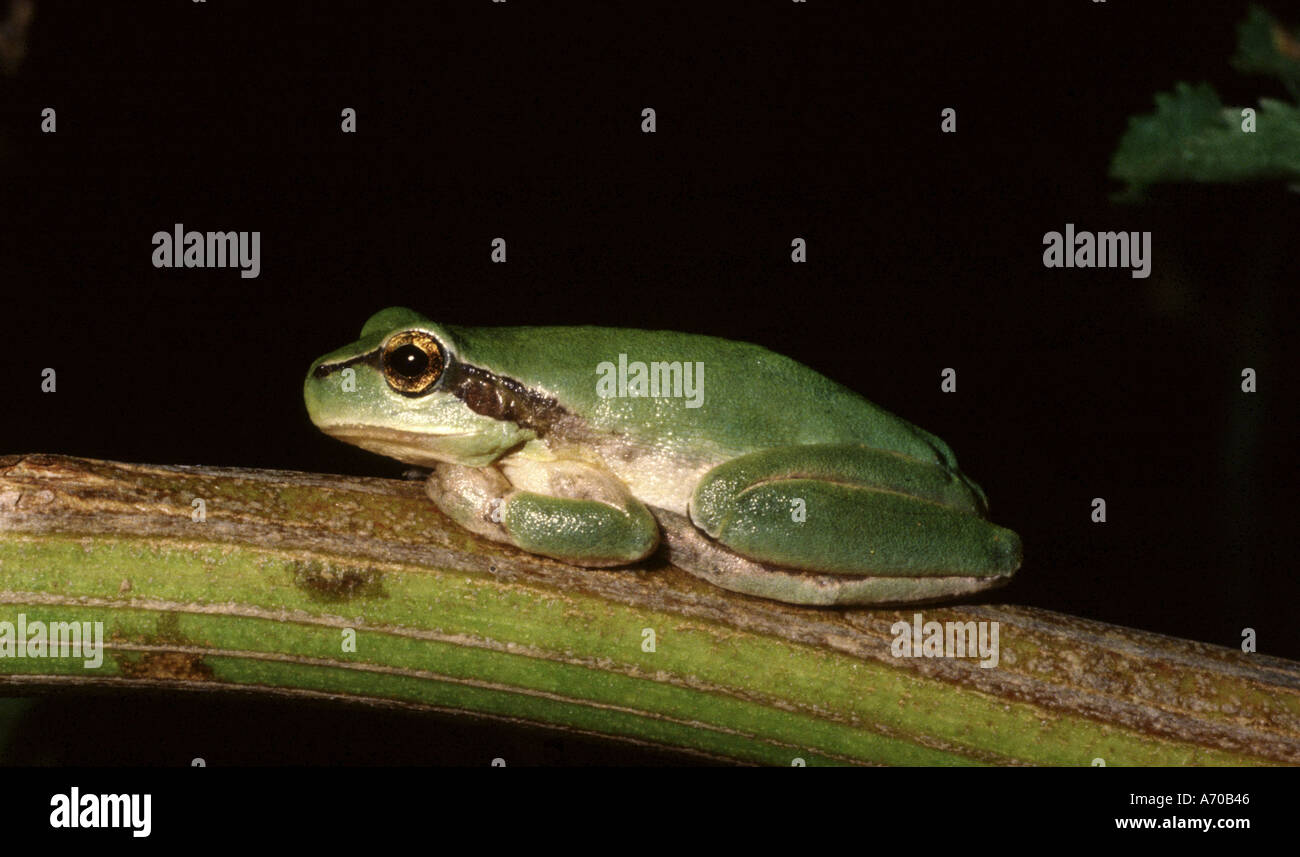 Stripeless Tree Frog Hyla meridionalis Stock Photo Alamy