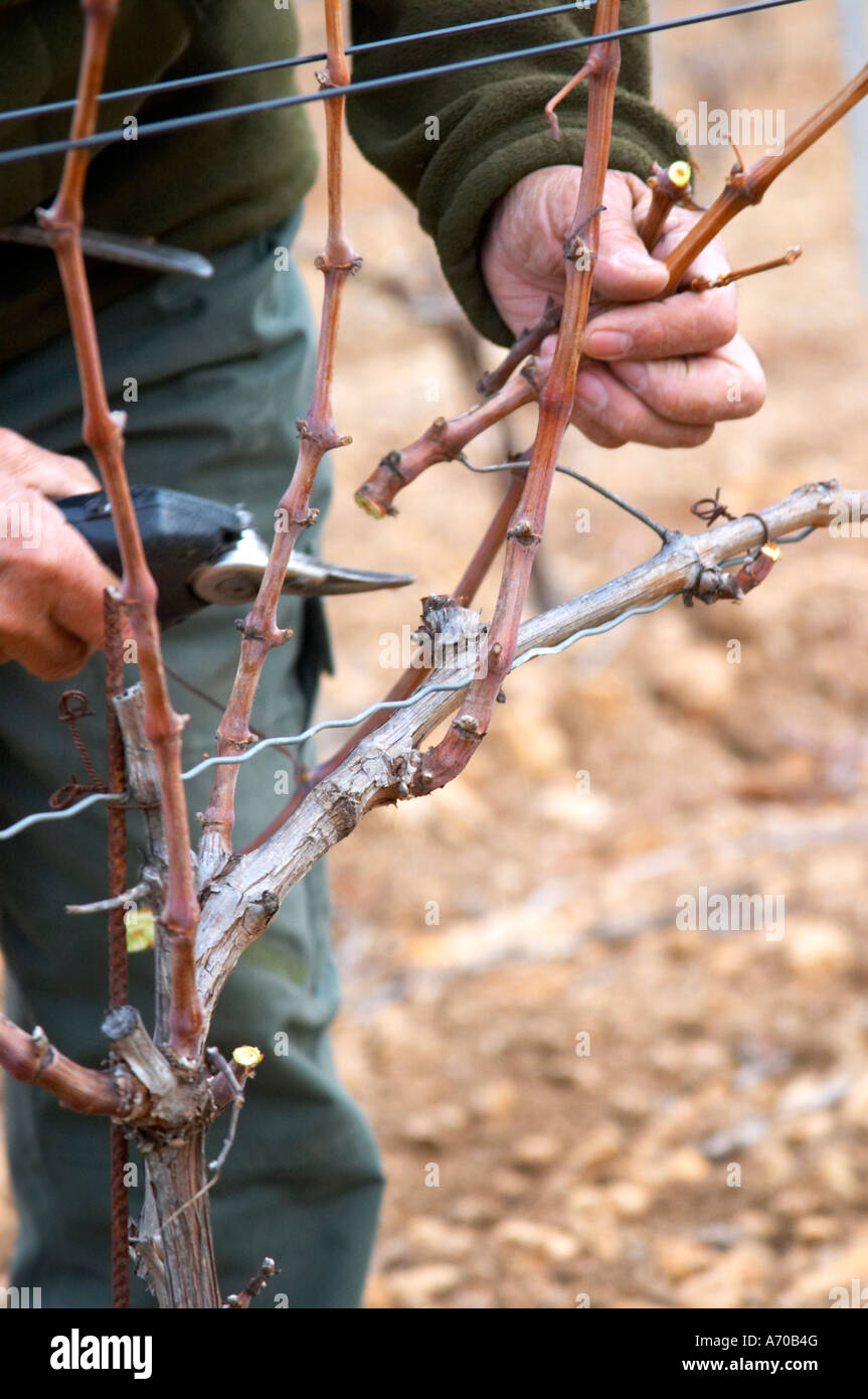 Monsieur Astruc tending to his vines. Mont Tauch Cave Cooperative co-operative In Tuchan. Fitou. Languedoc. Vines trained in Cordon royat pruning. Young vines. Man pruning vines. France. Europe. Vineyard. Stock Photo