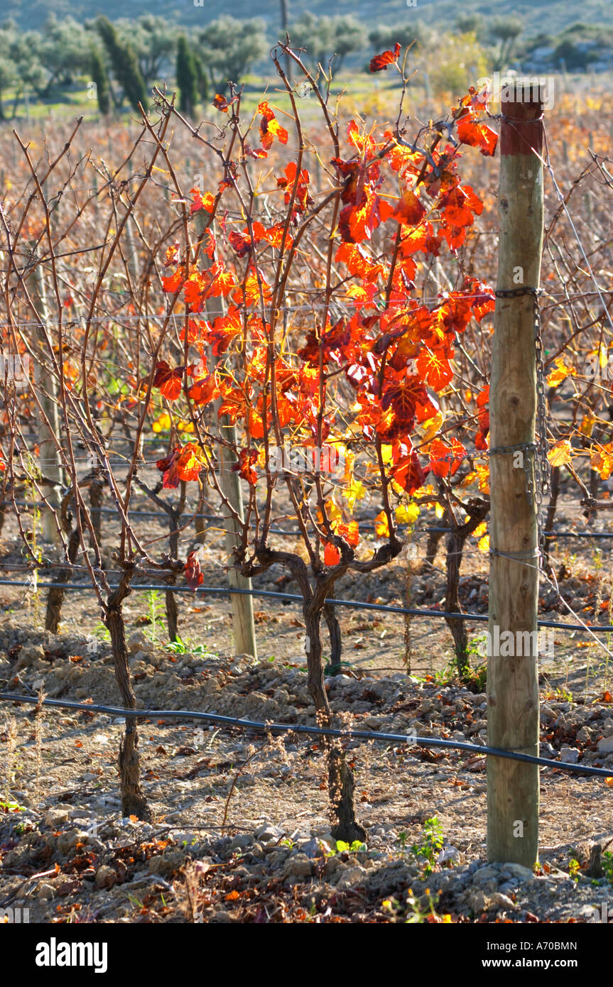 La Clape. Languedoc. Domaine Mas du Soleilla. Vines trained in Cordon royat pruning. Vine leaves. The vineyard. Bright and vibrant red and yellow autumn winter colours. France. Europe. Stock Photo