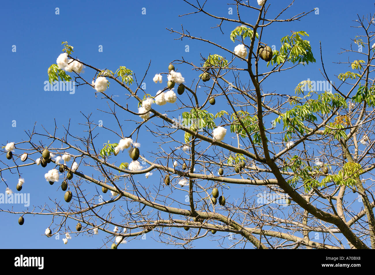 Kapok Silkcotton tree Ceiba pentandra Brazil Stock Photo Alamy