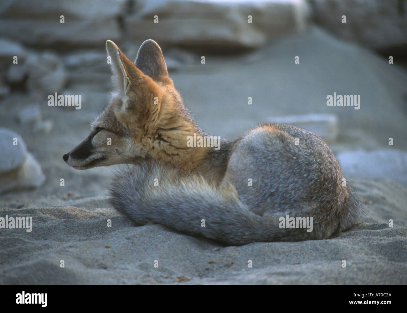 Long Eared Kit Fox Vulpes macrotis in Death Valley California USA Stock