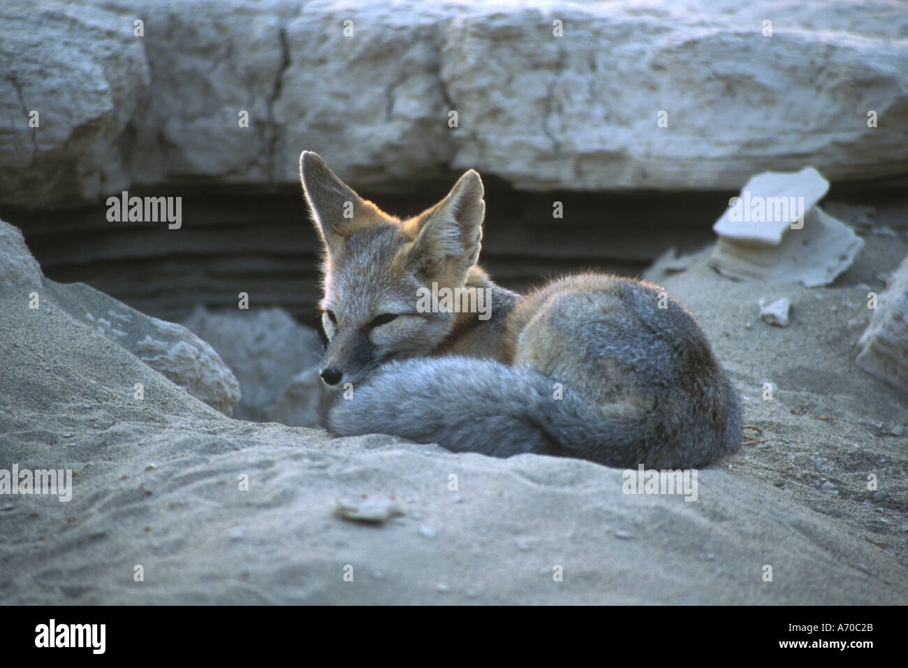 Death valley kit fox hires stock photography and images Alamy